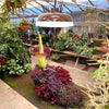 Wood-grain solar pendant light hanging in a gazebo with external solar panel